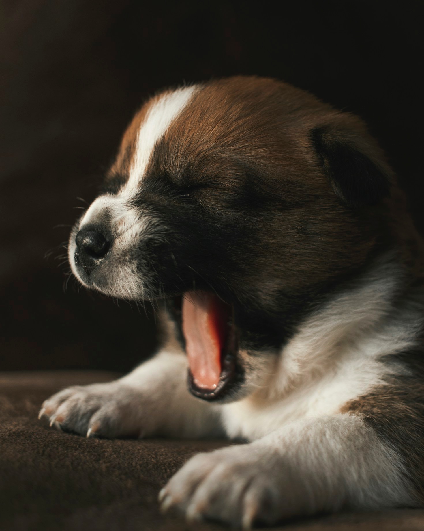 Preparing Your Home for a New Puppy