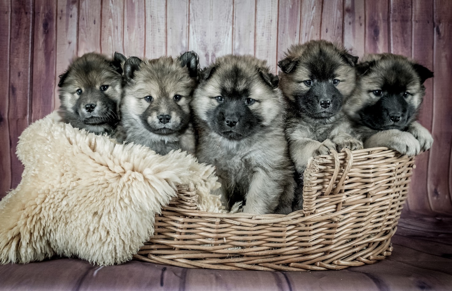 The Journey from a Loving Breeder to Your Home